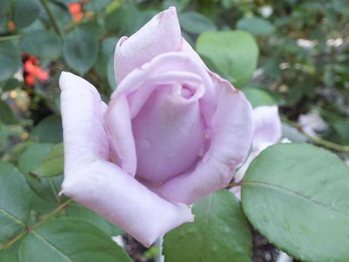  photo bluemoon_zps461576b8.jpg